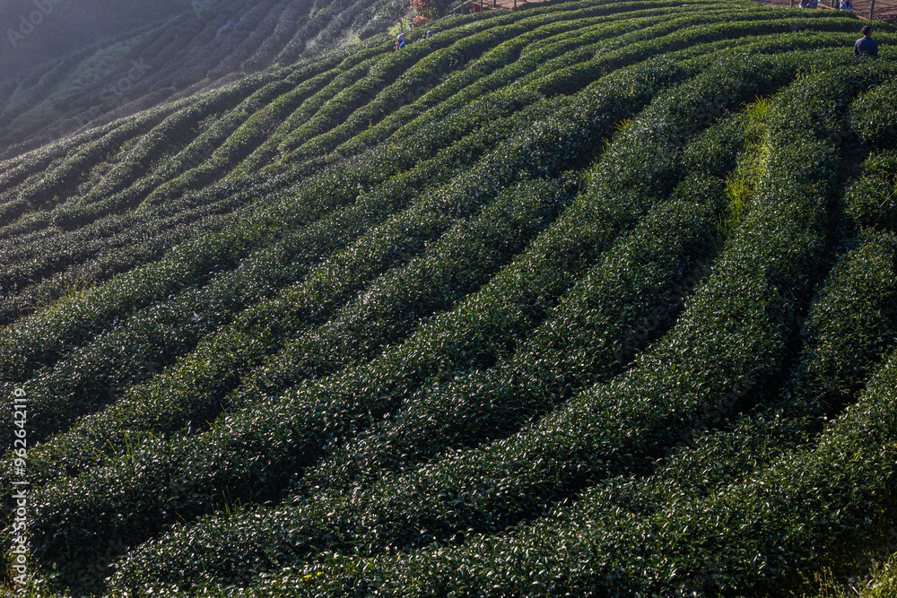 Tea plantation field on mountain morning sunrise with fog green tea forest Tea plantation field on mountain morning sunrise with fog green tea forest
