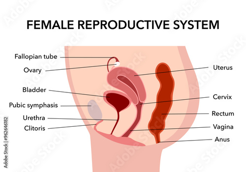 Female reproductive system uterus in cross section flat design on white background.