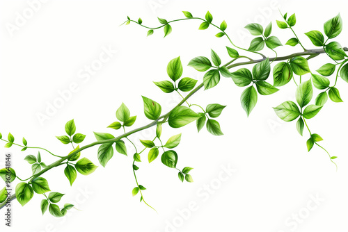 green leaves isolated on white
