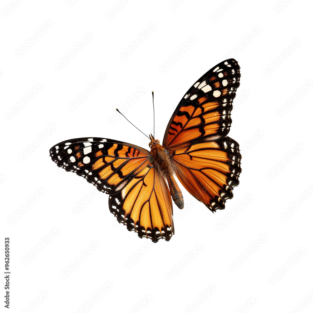 butterfly isolated on white butterfly isolated on white