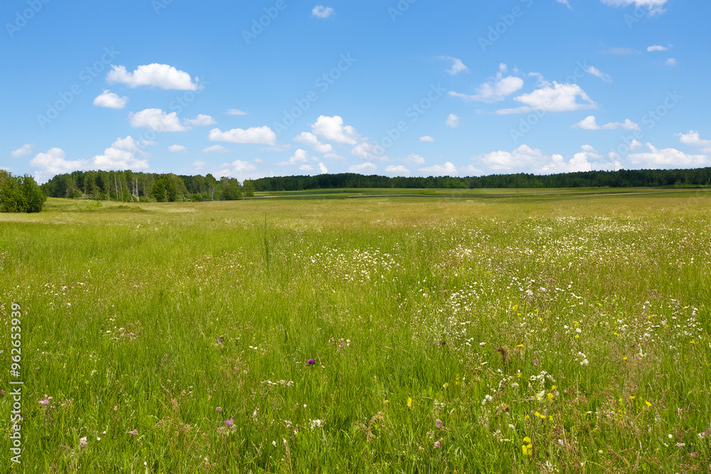 Meadow Landscape Background Meadow Landscape Background