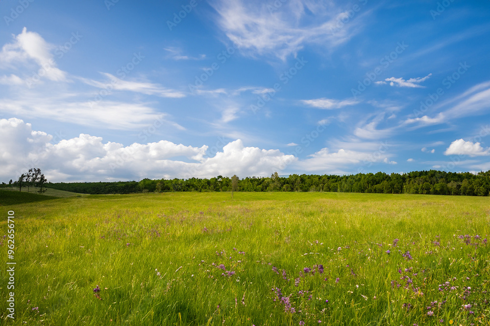 Fototapeta premium Meadow Landscape Background
