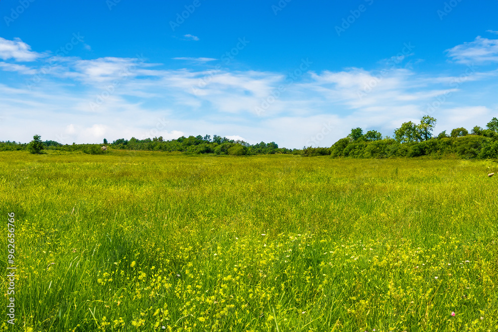 Meadow Landscape Background Meadow Landscape Background
