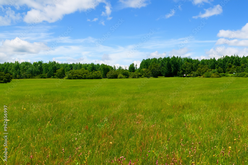 Fototapeta premium Meadow Landscape Background