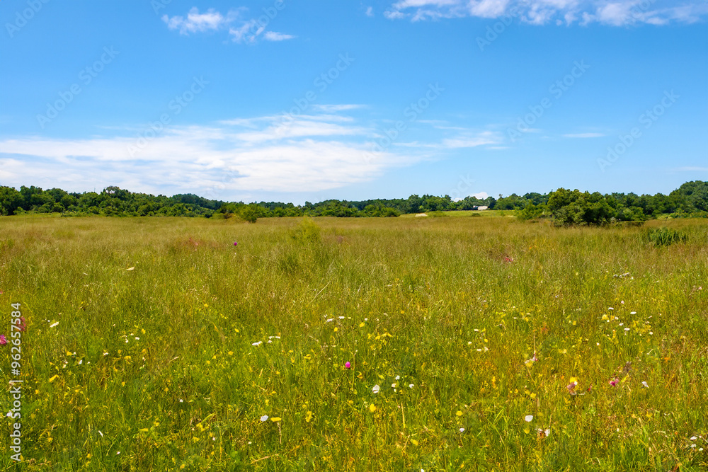 Meadow Landscape Background