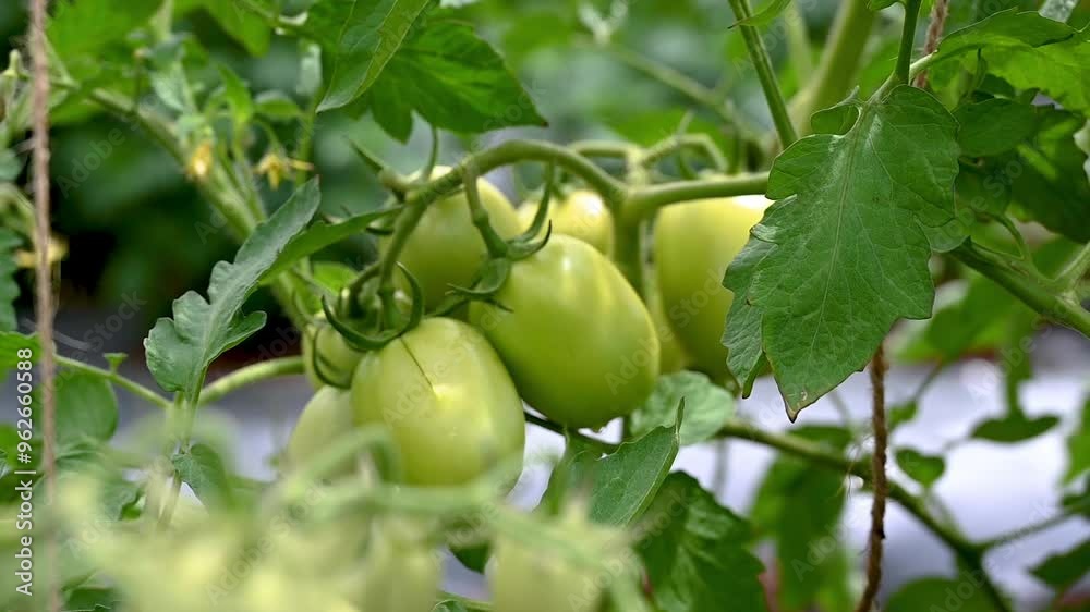 Green tomatoes (Solanum lycopersicum) growing in a greenhouse. tomato hanging on a branch. tomatoes plantation. Organic farming Green tomatoes (Solanum lycopersicum) growing in a greenhouse. tomato hanging on a branch. tomatoes plantation. Organic farming