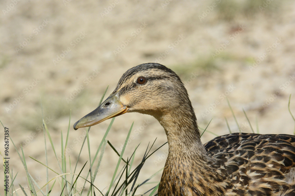 A duck is standing in the grass A duck is standing in the grass