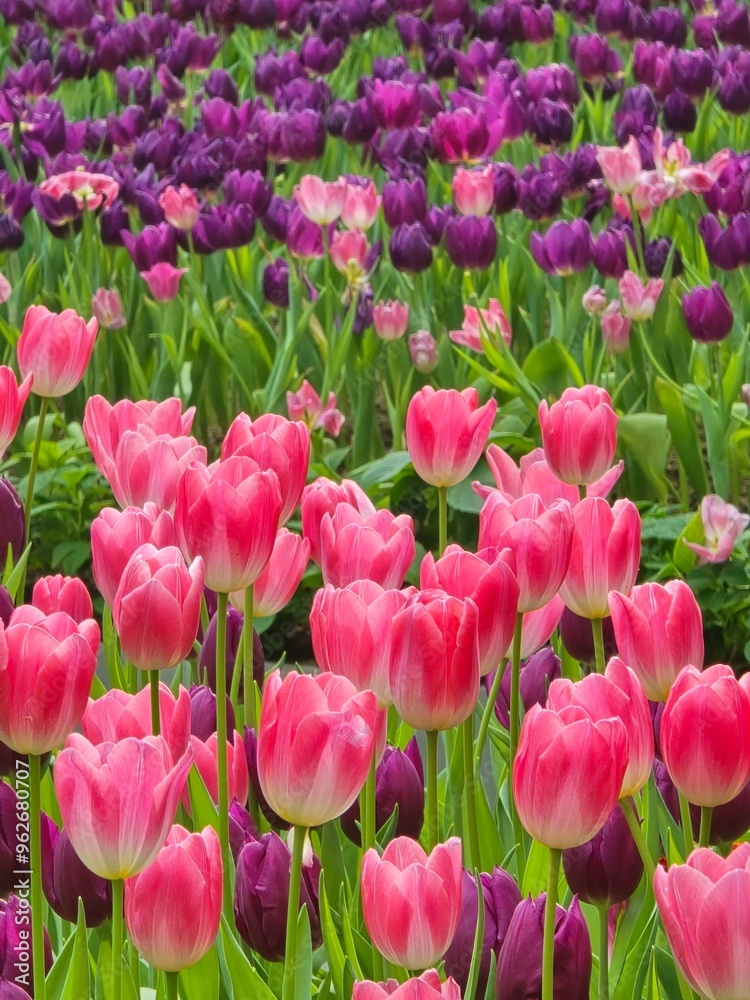 Blooming Pink and Purple Tulips in Garden Blooming Pink and Purple Tulips in Garden