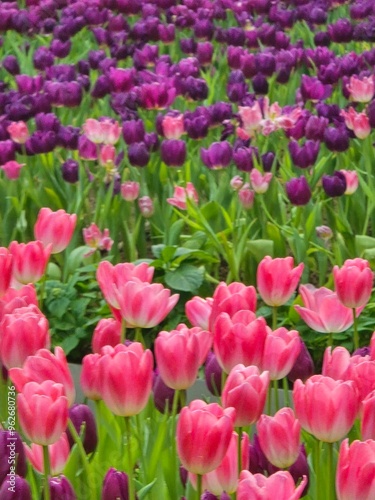 Blooming Pink and Purple Tulips in Garden