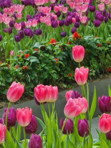 Blooming Pink and Purple Tulips in Garden