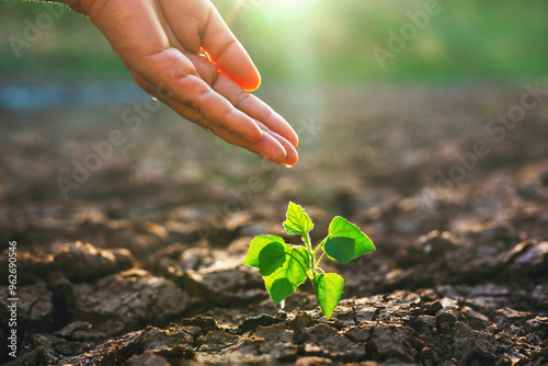 hand is watering a small plant in a dry, rocky field