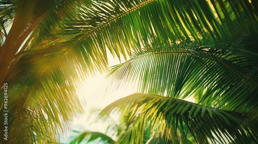 Palm Tree Leaves in Sunlight Palm Tree Leaves in Sunlight