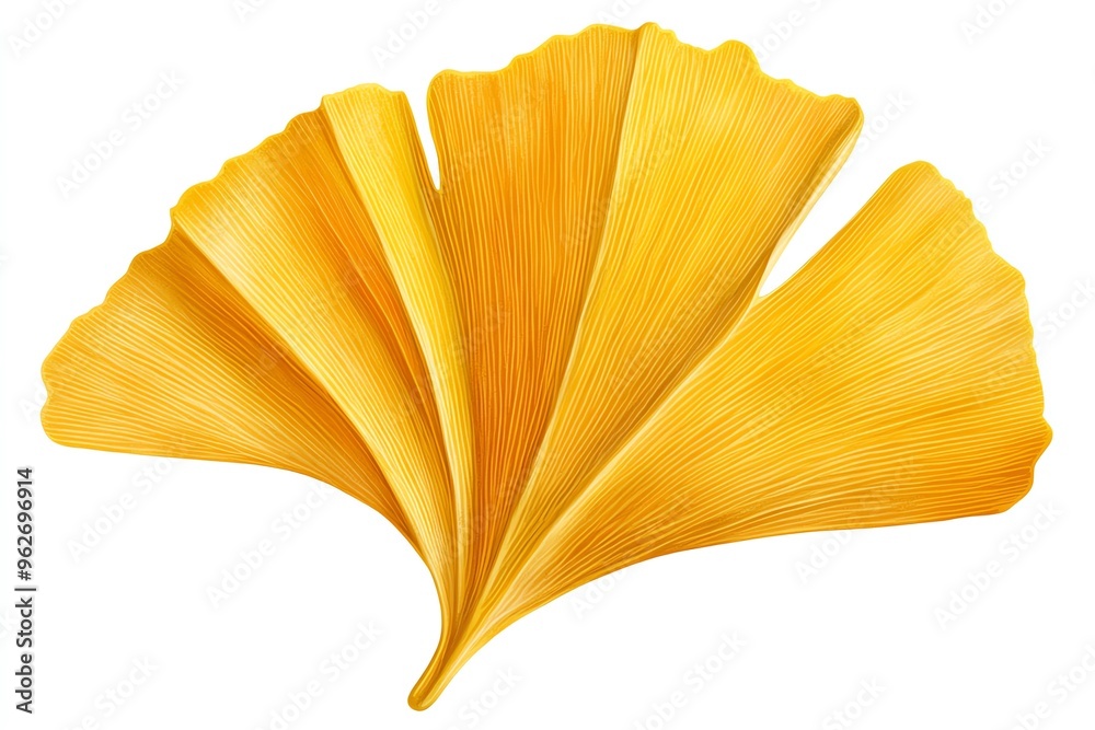 A single golden yellow ginkgo leaf isolated on white background. A single golden yellow ginkgo leaf isolated on white background.