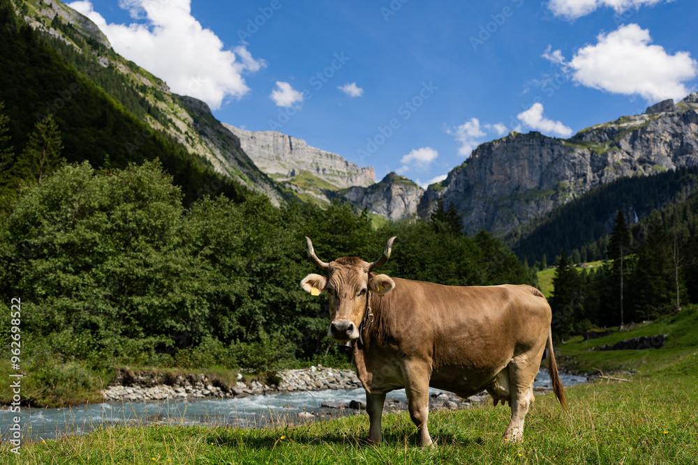 Cattle cow grazing on farmland. Grazing Cows in a Meadow with Grass. Cows Herd on a Grass Field. Mature Cow in a Green Field. Cows Grazing in Natural Pasture. Farm animals. Cows and calves grazing. Cattle cow grazing on farmland. Grazing Cows in a Meadow with Grass. Cows Herd on a Grass Field. Mature Cow in a Green Field. Cows Grazing in Natural Pasture. Farm animals. Cows and calves grazing.