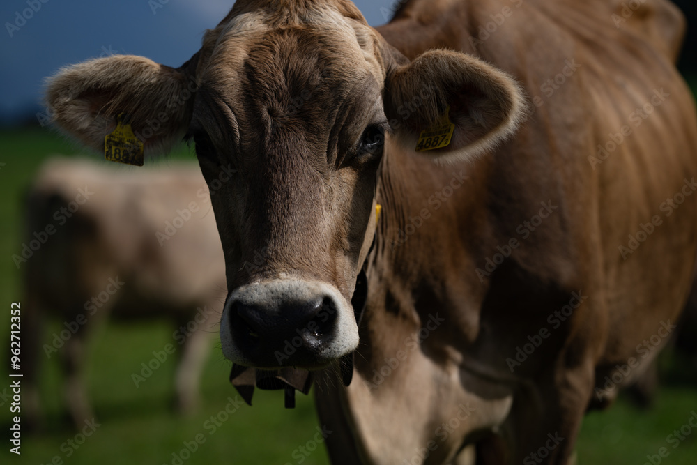 Cow is looking at camera. Close-up cows face. Pasture for cattle. Cow in the countryside. Cows graze on summer meadow. Rural landscapes with cows. Cows in a pasture. Cow is looking at camera. Close-up cows face. Pasture for cattle. Cow in the countryside. Cows graze on summer meadow. Rural landscapes with cows. Cows in a pasture.