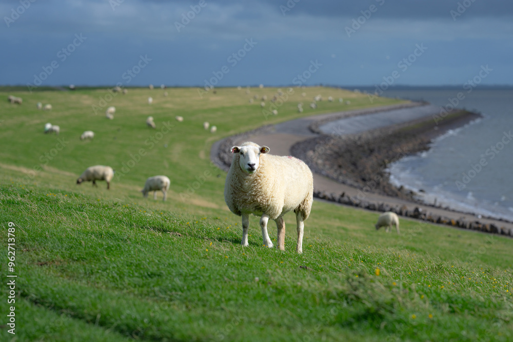 The sheep ovin lamb in the verdant meadows. Sheep on an farm. Sheep eating grass on a field. Sheep grazing in an alpine meadow. Cattle, livestock. The sheep ovin lamb in the verdant meadows. Sheep on an farm. Sheep eating grass on a field. Sheep grazing in an alpine meadow. Cattle, livestock.