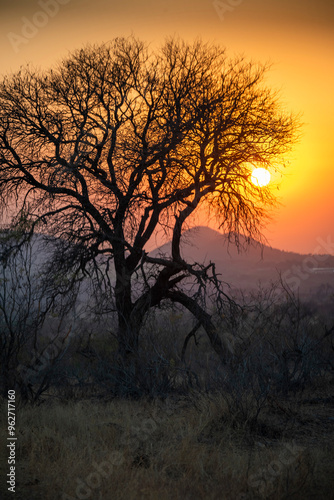 African savannah and bushveld landscapes in Game reserves like Kruger Park and the Serengeti, African bushveld and wilderness.