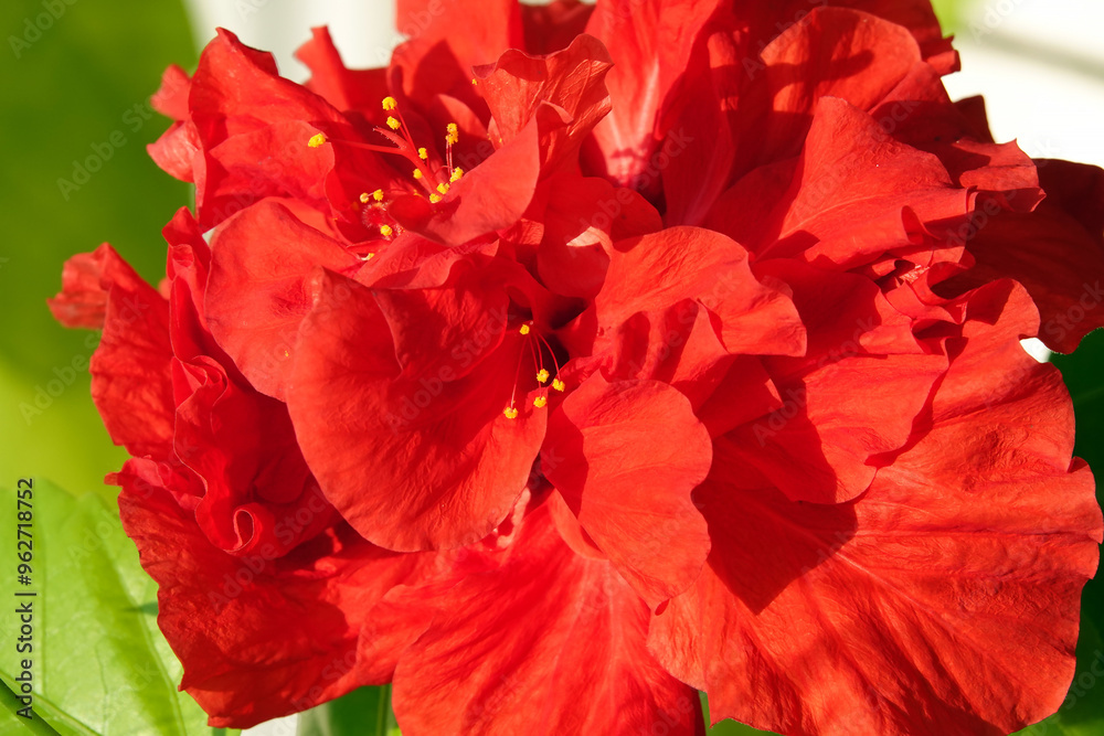 Hibiscus or China rose - flower of the plant Hibiscus or China rose - flower of the plant