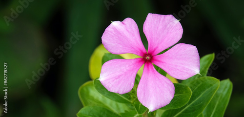 Periwinkle flower plant
