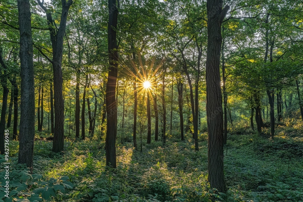 Naklejka premium Observing the sun peeking through the trees in a forest is a serene experience, surrounded by terrestrial plants and a variety of shades of green and brown in the natural landscape, ai
