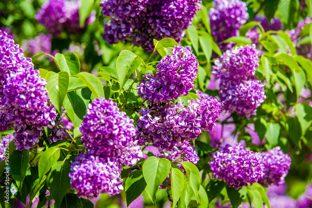 Pink lilac blooms in the Botanical garden
Pink lilac blooms in the Botanical garden