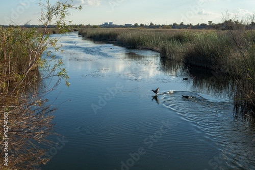 Ducks on the water at the Yuma wetlands