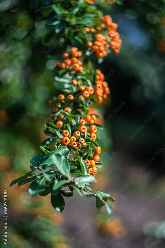 Ripe rowan berries on the bush Ripe rowan berries on the bush