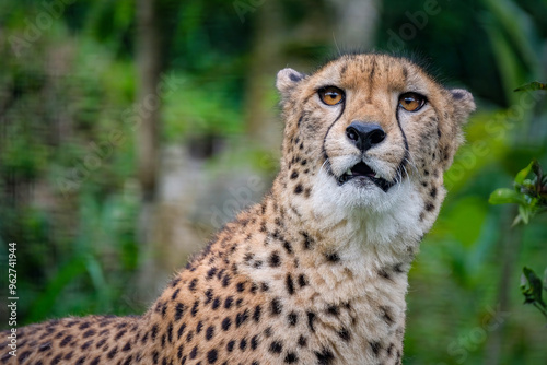 The cheetah is a stunningly elegant photo