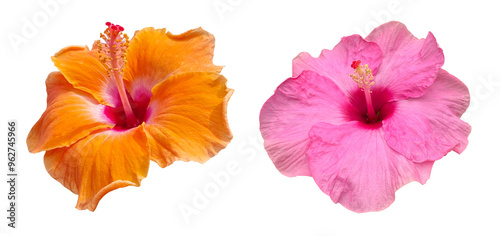 Hibiscus flowers isolated on transparency background