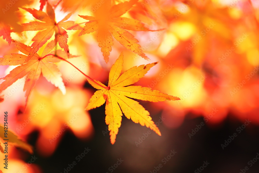 美しい秋の鮮やかな紅葉 美しい秋の鮮やかな紅葉