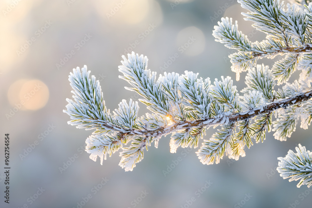Winter's Elegance: Frosty Pine Branches in Morning Light Winter's Elegance: Frosty Pine Branches in Morning Light
