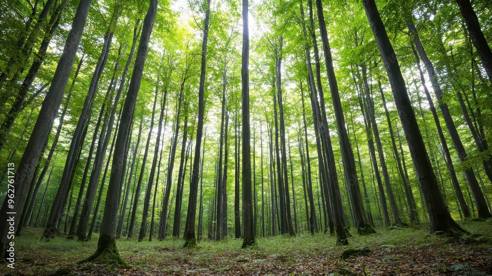 A serene forest landscape showcasing tall trees and lush greenery, perfect for nature lovers and outdoor enthusiasts. A serene forest landscape showcasing tall trees and lush greenery, perfect for nature lovers and outdoor enthusiasts.