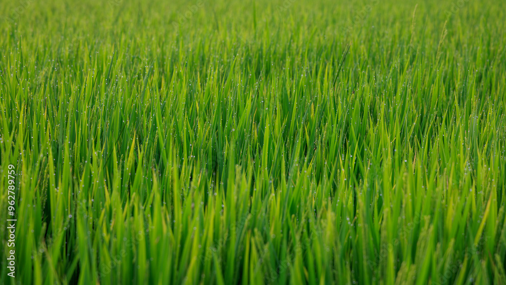 Green rice field in summer before harvest Green rice field in summer before harvest