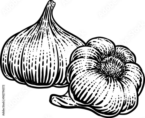 Garlic vegetable illustration in a vintage retro woodcut etching style.