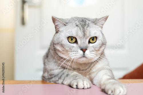 Cat, Portrait, Home - A gray tabby cat sits on a table, looking at the camera.