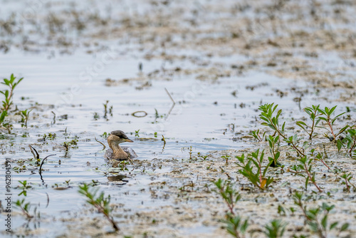 juvenile great grebe on a pond in the Camargue, France photo