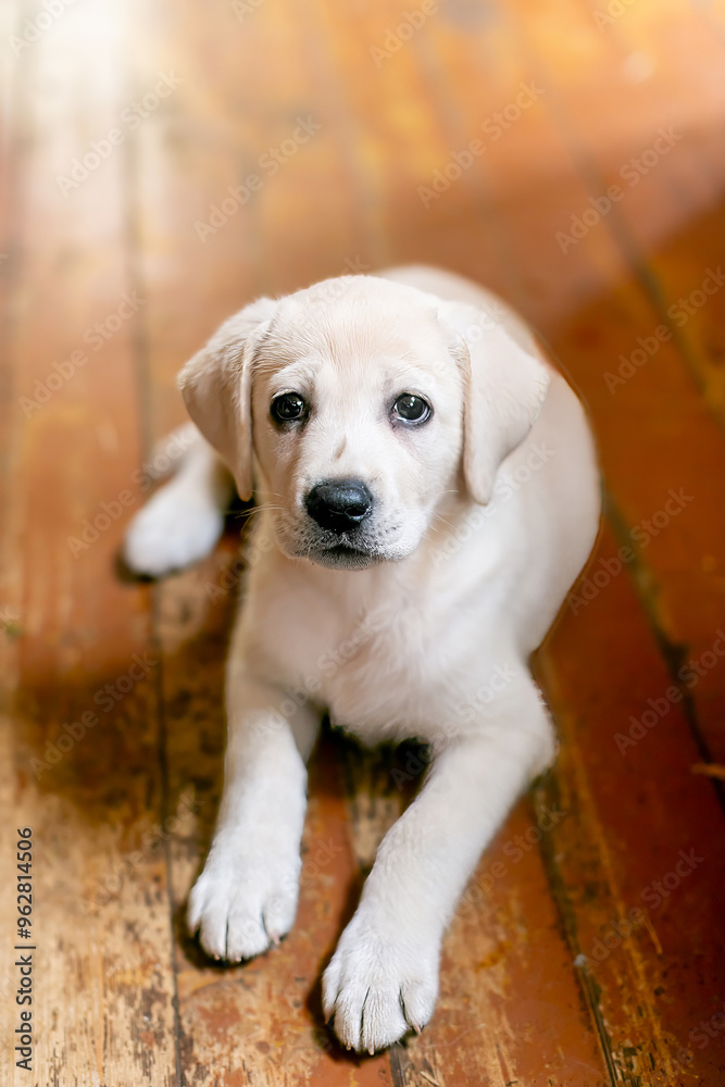 Adorable Labrador puppy lying on wooden floor, ideal for concepts of pet adoption, companionship, and home comfort Adorable Labrador puppy lying on wooden floor, ideal for concepts of pet adoption, companionship, and home comfort