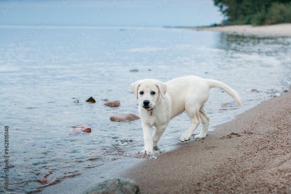 A cute Labrador Retriever puppy explores the shore of a tranquil beach, perfect for summer vacations and nature lovers A cute Labrador Retriever puppy explores the shore of a tranquil beach, perfect for summer vacations and nature lovers
