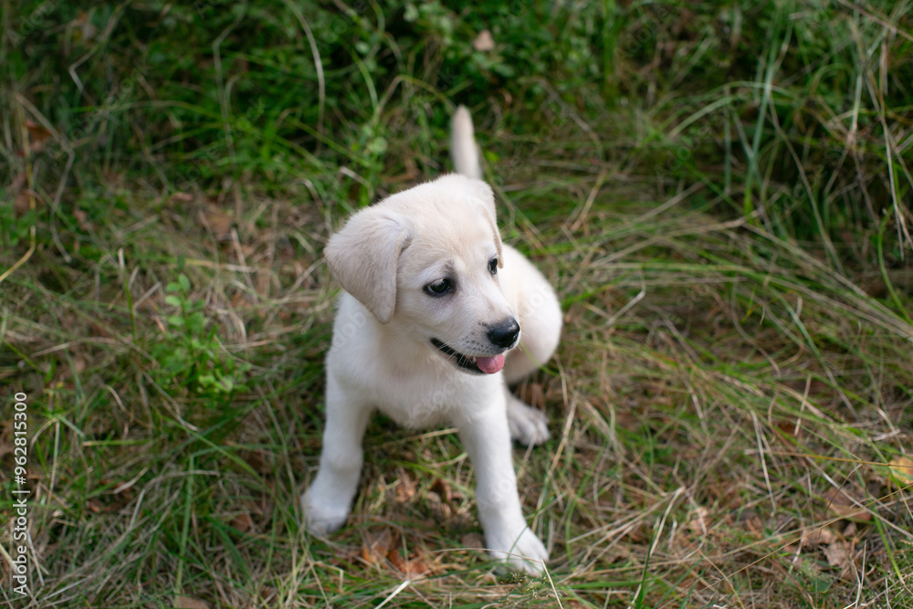 Adorable Labrador puppy playing on green grass in a park, perfect for concepts of pet adoption and outdoor fun Adorable Labrador puppy playing on green grass in a park, perfect for concepts of pet adoption and outdoor fun