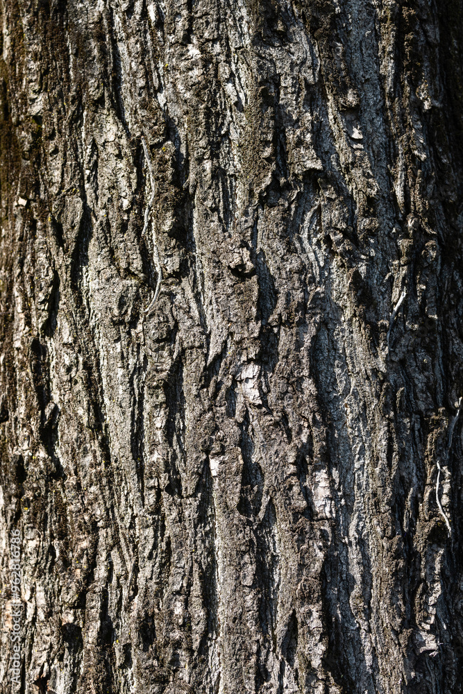 Vertical shot of a tree trunk with detailed bark texture, emphasizing the rugged surface and unique natural patterns, perfect for nature and forestry themes Vertical shot of a tree trunk with detailed bark texture, emphasizing the rugged surface and unique natural patterns, perfect for nature and forestry themes