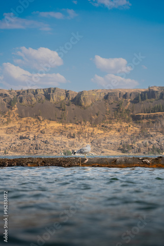 Bird sitting on a log on a lake with a distant mountain cliffside