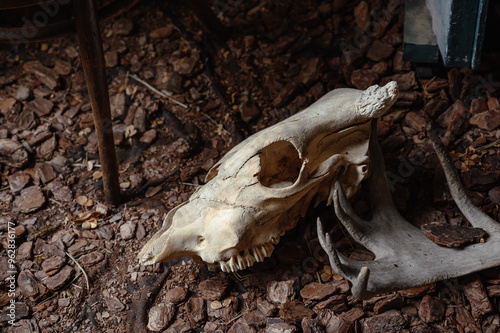 Cow skull in the desert. Skull of small cattle in the steppe. Close-up of the skull on the ground. photo