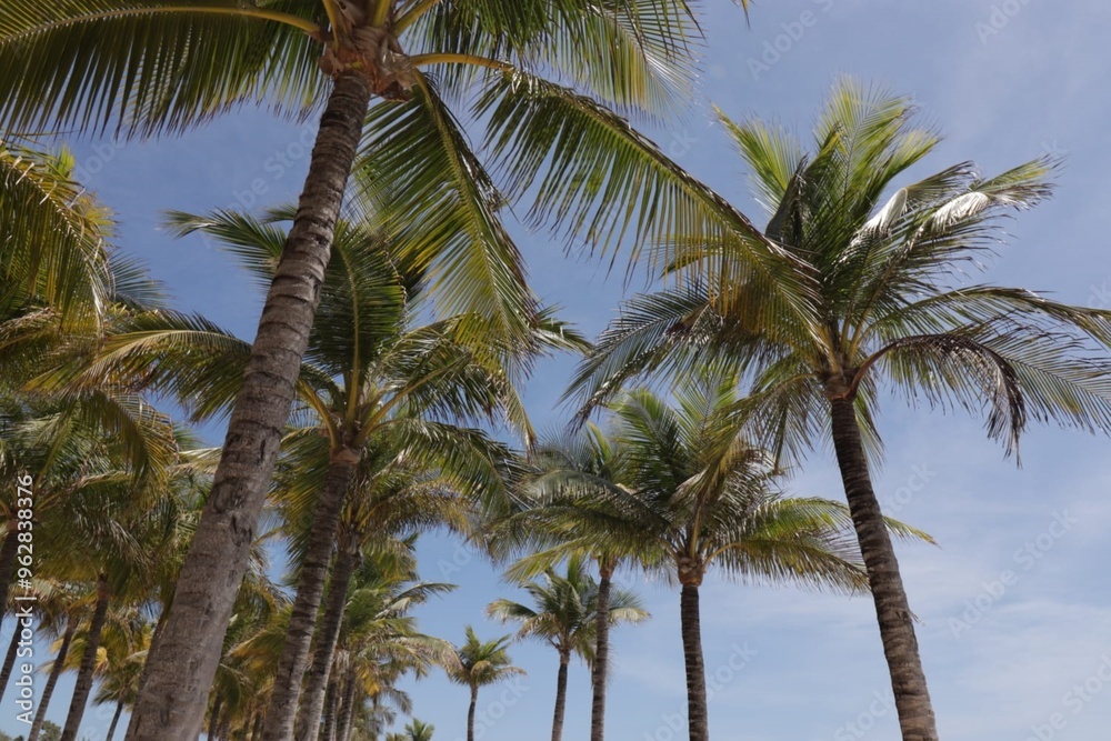 Palm trees on Cancun beach under a clear blue sky Palm trees on Cancun beach under a clear blue sky