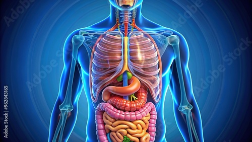 ‚Ä¢ A vibrant graphic depicting the digestive system's crucial components, featuring the mouth, esophagus, stomach, small intestine, and large intestine in a visually engaging manner. photo