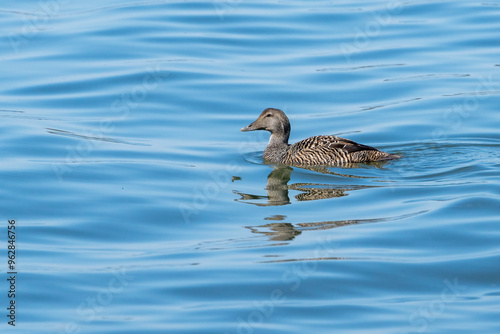 Common Eider Female at Baltic Sea