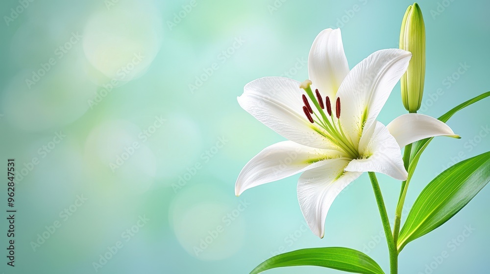 Graceful White Lily Blossom on Ethereal Floral Backdrop Graceful White Lily Blossom on Ethereal Floral Backdrop