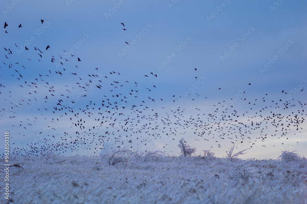 A flock of birds flying against the blue twilight sky. Winter landscape with silhouettes of birds. State of nature wildlife. A flock of birds flying against the blue twilight sky. Winter landscape with silhouettes of birds. State of nature wildlife.