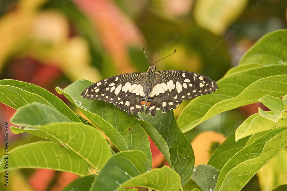 Single butterfly on custard apple leaf in garden, Mahe Seychelles Single butterfly on custard apple leaf in garden, Mahe Seychelles