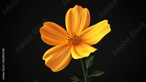 Isolated yellow orange cosmos flower against a black background featuring a 3D cartoon rendering of Cosmos sulphureus commonly referred to as sulfur cosmos photo