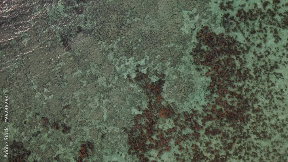 Bird's eye view of Algae and Corals Bird's eye view of Algae and Corals